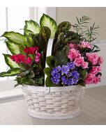 FlowersFast Planter Gifts