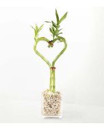 Love Knot Bamboo