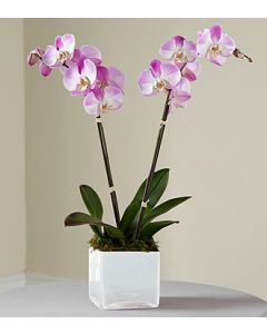 Pink Orchid Planter