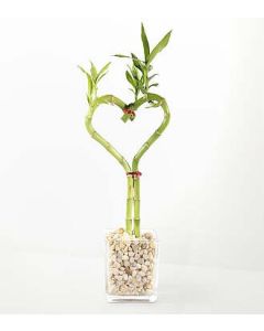 Love Knot Bamboo